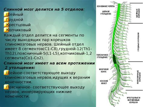 Есть ли нервные окончания в легких