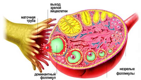 Есть ли связь между овуляцией и розовыми выделениями?