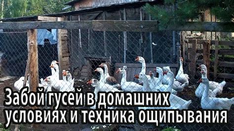 Забой гусей на улице в деревне