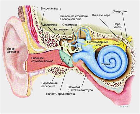 Заболевания слухового аппарата при видении уха в сновидении
