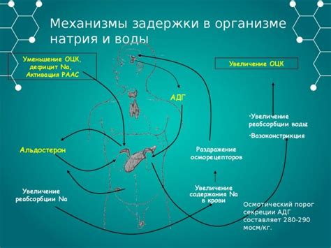 Задержка жидкости в организме