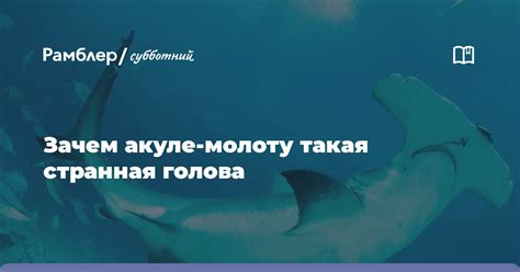 Зачем акуле молоту такие головы