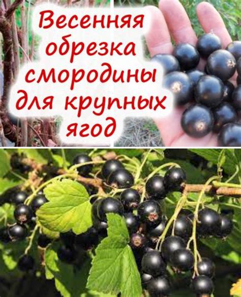 Зачем обкапывать кусты смородины весной?