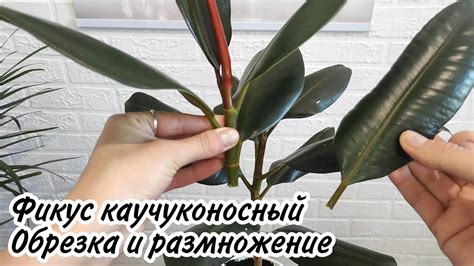 Зачем обрезать корни фикуса?