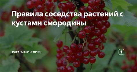 Защита сада: правила соседства черешни и смородины