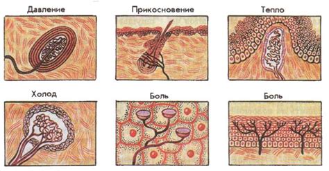 Здоровье и кожное покрову: