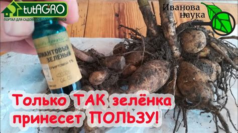 Зеленка как эффективный метод лечения