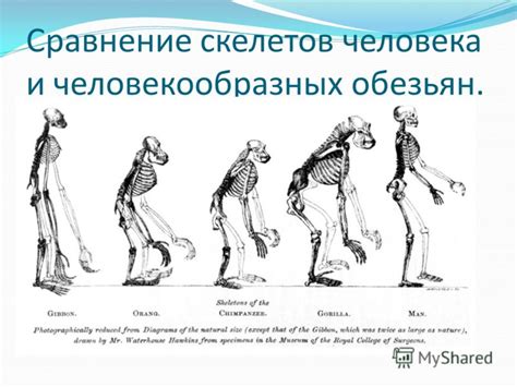 Значение свода стопы в эволюции человекообразных обезьян