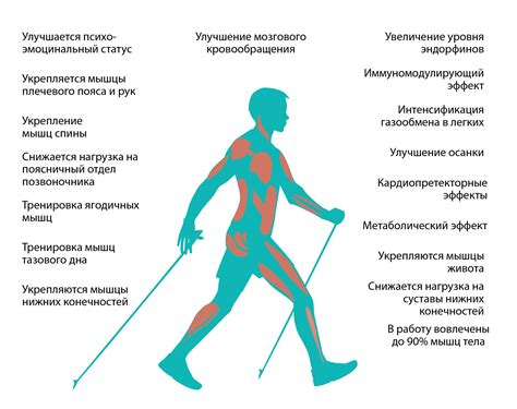 Изучение скандинавской ходьбы и ее влияние на вес