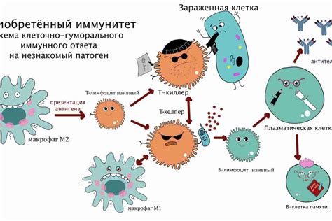 Иммунная система и антибиотики