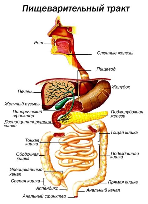 Индейка и пищеварительная система