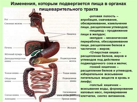 Инфекция и воспаление в органах внутреннего репродуктивного тракта