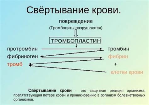 Исследование влияния шиповника на свертываемость крови