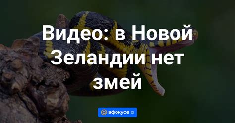 История появления змей в Новой Зеландии