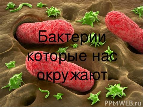 Какие бактерии нас окружают?