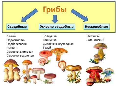 Какие грибы требуют обязательного промывания