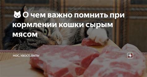 Какие добавки рекомендуется применять при кормлении сырым мясом