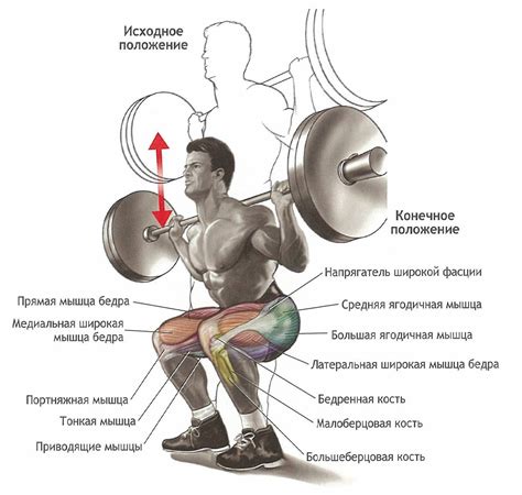 Какие мышцы задействованы при приседаниях со штангой