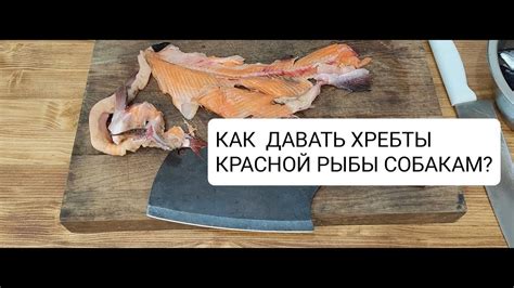 Какие рыбы можно давать собакам в сыром виде