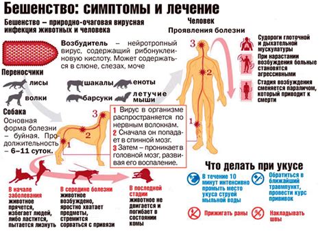 Какие симптомы после прививки от бешенства могут усугубиться при посещении бани?