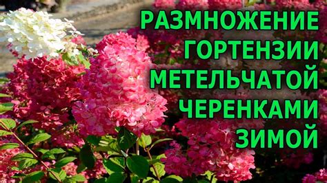 Какие советы помогут достичь успеха в укоренении гортензии?