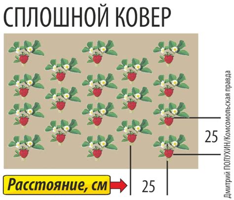 Какие факторы влияют на время посадки клубники после чеснока