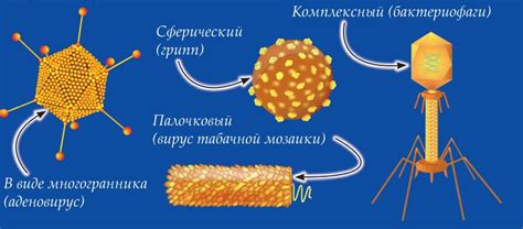 Каким образом вирус размножается внутри клетки?