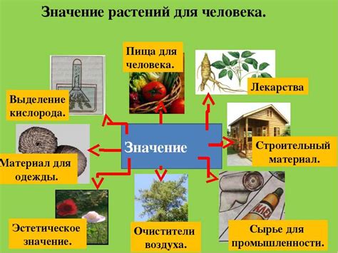 Какова роль калия в жизни растений?