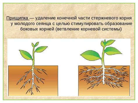 Какое влияние на жизнь садоводов оказывает СНТ