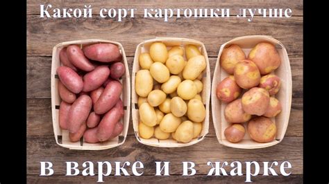 Какой сорт картошки лучше использовать