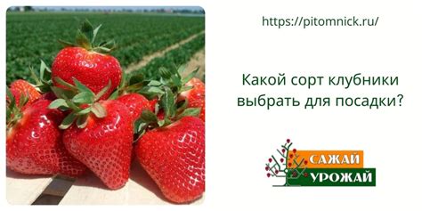 Какой сорт клубники выбрать для посадки после чеснока