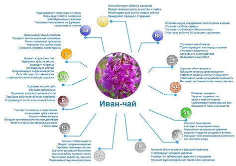 Какой состав иван-чая?