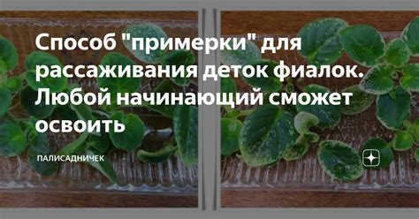 Какую землянку использовать для рассаживания фиалок?