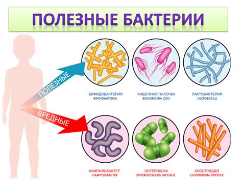 Как бактерии попадают в организм человека?