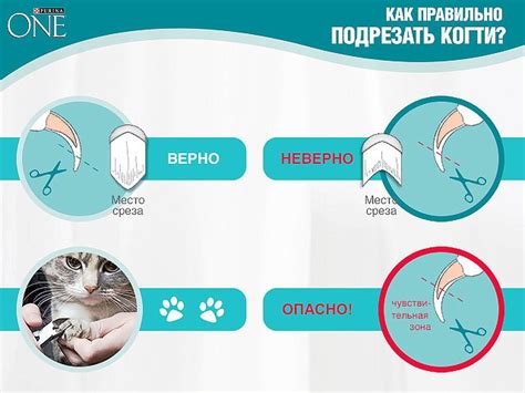 Как безопасно подстричь когти котятам