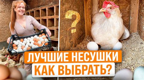 Как выбрать кур несушек осенью