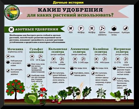 Как выбрать подходящие удобрения для жимолости