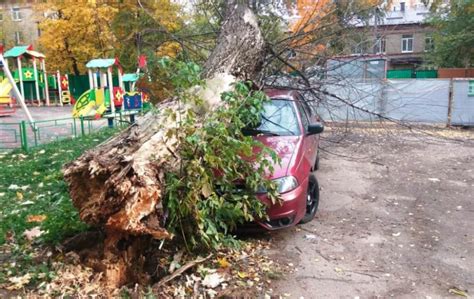 Как действовать, если дерево на улице угрожает безопасности