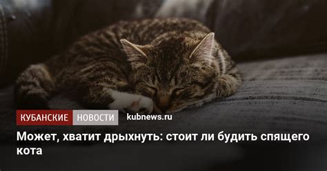 Как использовать мышоловку и не нарушать благополучие кота?