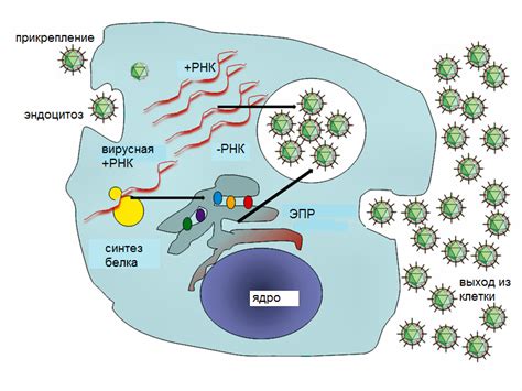 Как клетка реагирует на вторжение вируса?