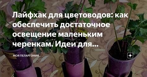 Как обеспечить достаточное освещение для герани в тени