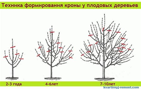 Как обрезать катальпу надлежащим образом