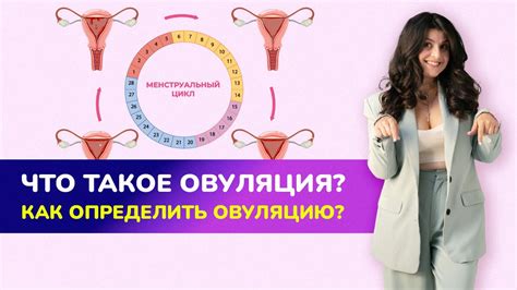 Как определить овуляцию?