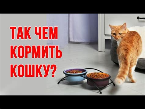 Как подавать куриные шеи кошке?