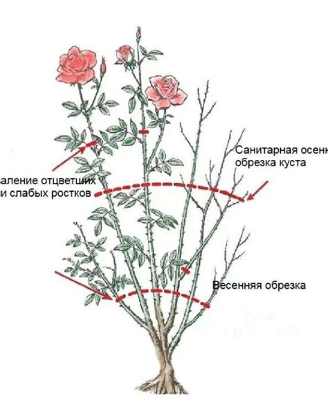 Как правильно обрезать плетистую розу?