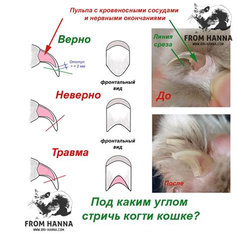 Как правильно стричь ногти котенку сфинкса