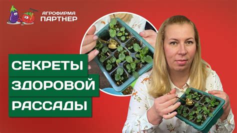 Как провести пересадку крыжовника без ущерба для корневой системы?