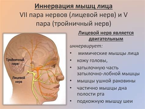 Как связаны нервы и кожа лица