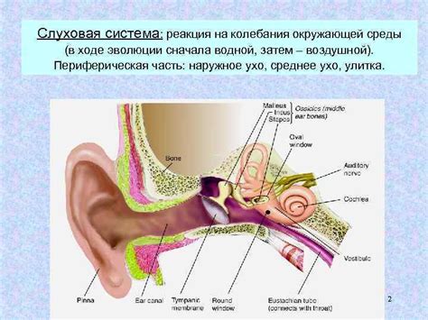 Как формируется слуховая реакция щенка на свой вид