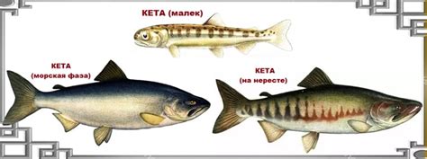 Кета и ее чешуя: нюансы и проблемы